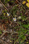 Simmonds' aster